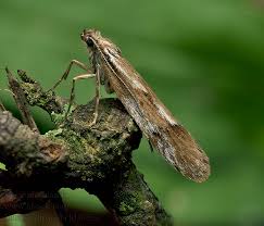 Attēlu rezultāti vaicājumam “Diurnea lipsiella”