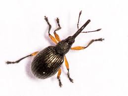 Attēlu rezultāti vaicājumam “Apionidae”