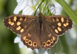 Attēlu rezultāti vaicājumam “Pararge aegeria upperside”