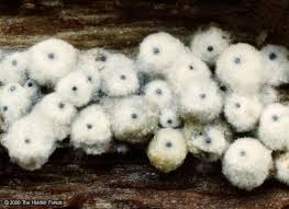 Attēlu rezultāti vaicājumam “Lasiosphaeria ovina”