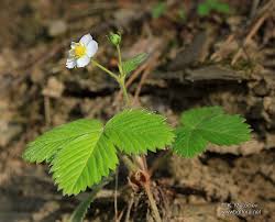 Attēlu rezultāti vaicājumam “Fragaria viridis leaf”