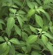 SALVIA Center