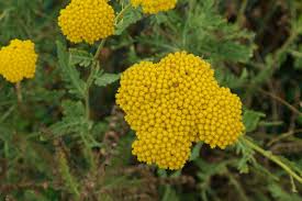Image result for Achillea filipendulina