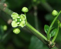 Attēlu rezultāti vaicājumam “Euonymus europaeus flower”