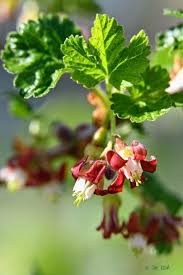 Attēlu rezultāti vaicājumam “Ribes uva-crispa leaf”