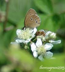 Attēlu rezultāti vaicājumam “Aphantopus hyperantus upperside”