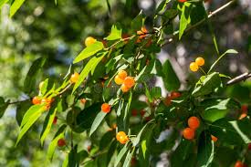 Attēlu rezultāti vaicājumam “Lonicera tatarica fruit”
