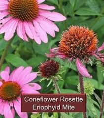 Attēlu rezultāti vaicājumam “Echinacea purpurea bud”