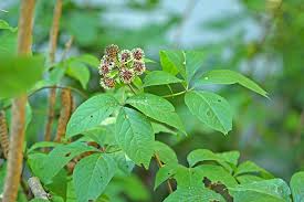 Attēlu rezultāti vaicājumam “Eleutherococcus sessiliflorus”