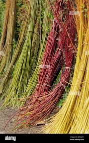 Attēlu rezultāti vaicājumam “Salix daphnoides subsp. acutifolia bud”