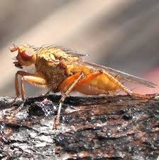 Attēlu rezultāti vaicājumam “Sciomyzidae”