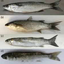 Image result for Chelon saliens