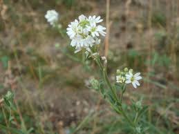 Attēlu rezultāti vaicājumam “Berteroa incana leaf”