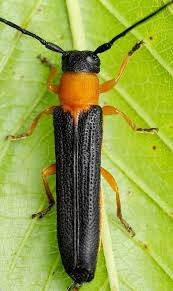 Attēlu rezultāti vaicājumam “Oberea oculata”