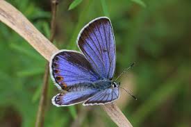 Attēlu rezultāti vaicājumam “Plebejus argyrognomon underside”