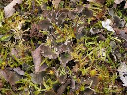 Attēlu rezultāti vaicājumam “Peltigera extenuata”