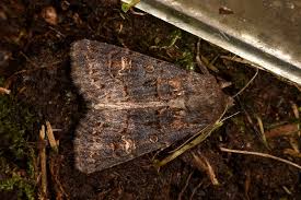 Attēlu rezultāti vaicājumam “Tholera cespitis”