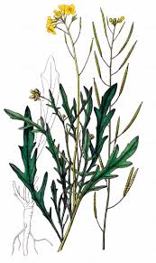 Image result for Diplotaxis tenuifolia