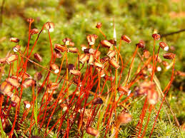 Attēlu rezultāti vaicājumam “Polytrichales”