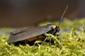 Attēlu rezultāti vaicājumam “Atolmis rubricollis”