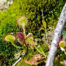 Attēlu rezultāti vaicājumam “Droseraceae”