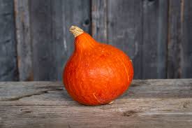 Image result for Kürbis