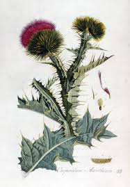 Image result for Onopordum acanthium