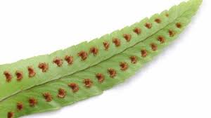 Attēlu rezultāti vaicājumam “Lophozia badensis sporophyte”