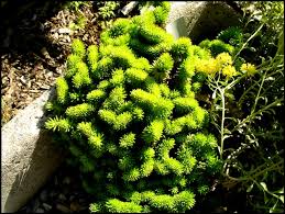 Attēlu rezultāti vaicājumam “Sedum rupestre”