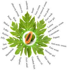 Image result for Carica papaya