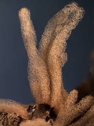 Attēlu rezultāti vaicājumam “Arcyria major”