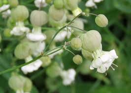 Attēlu rezultāti vaicājumam “Silene vulgaris leaf”