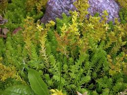 Attēlu rezultāti vaicājumam “Sedum sexangulare leaf”