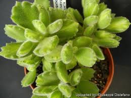 Attēlu rezultāti vaicājumam “Dianemataceae”