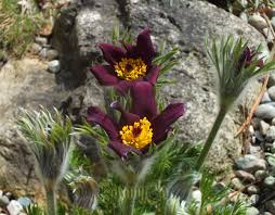Attēlu rezultāti vaicājumam “Pulsatilla pratensis bud”