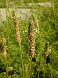 Attēlu rezultāti vaicājumam “Plantago media bud”