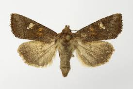 Attēlu rezultāti vaicājumam “Amphipoea”