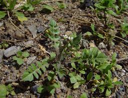 Attēlu rezultāti vaicājumam “Capsella bursa-pastoris”