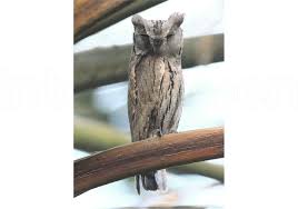 Image result for Otus scops