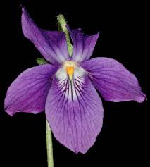 Image result for Viola odorata