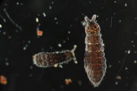 Attēlu rezultāti vaicājumam “Hypogastrura sp.”