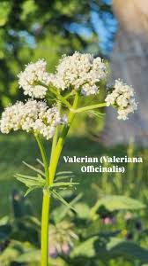 Image result for Valeriana officinalis
