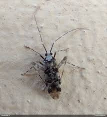 Attēlu rezultāti vaicājumam “Phytocoris tiliae”