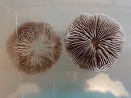 Attēlu rezultāti vaicājumam “Stemonaria irregularis young”