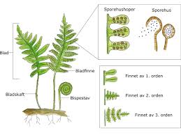 Attēlu rezultāti vaicājumam “Pteropsida”