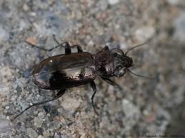 Attēlu rezultāti vaicājumam “Notiophilus germinyi”