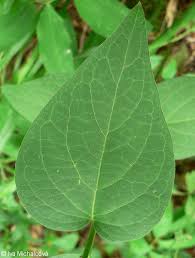 Attēlu rezultāti vaicājumam “Vincetoxicum hirundinaria leaf”