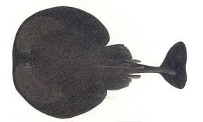 Image result for Tetronarce nobiliana