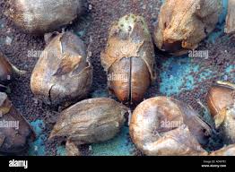 Attēlu rezultāti vaicājumam “Nicotiana tabacum fruit”