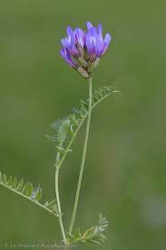 Attēlu rezultāti vaicājumam “Astragalus danicus”